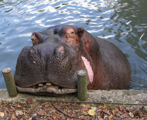 hippo