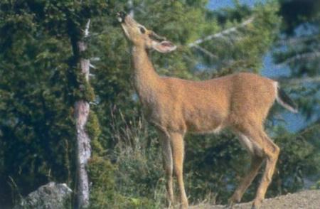 biche oh ma biche!