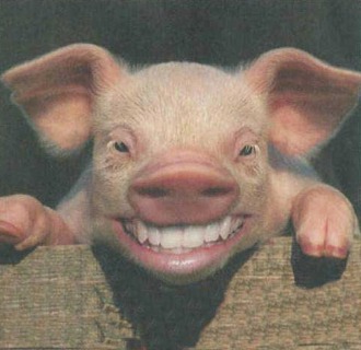 Eh bein mon cochon!