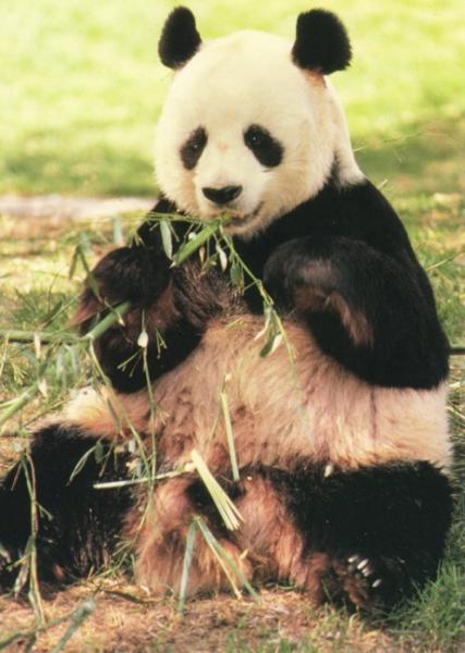 pandi panda