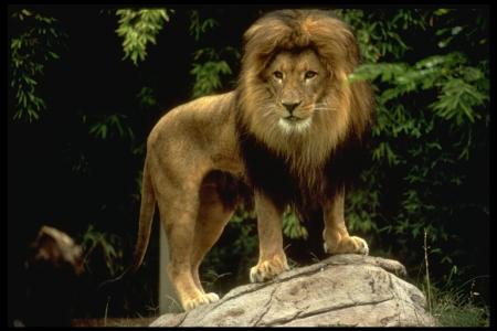 Le Lion