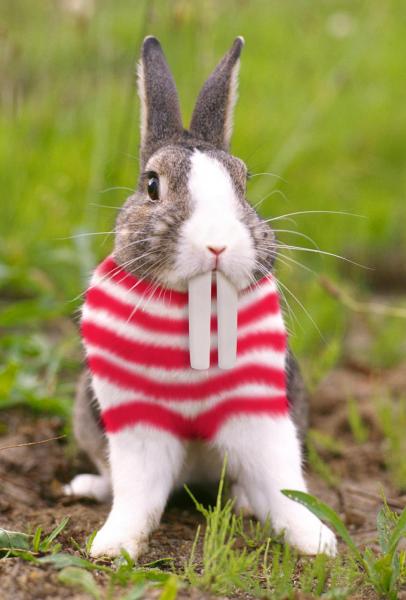 jeannot lapin
