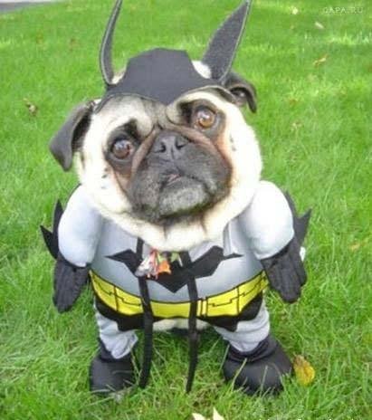 batdog