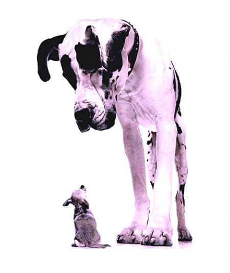 le chienchien à sa mémère